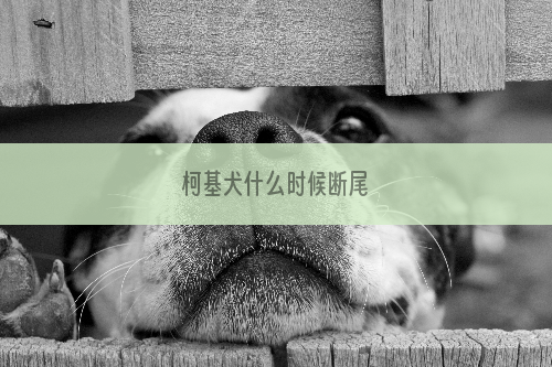 柯基犬什么时候断尾