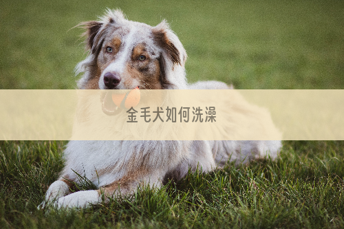 金毛犬如何洗澡