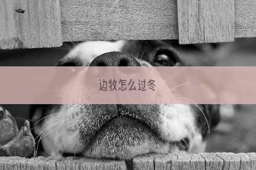 边牧怎么过冬