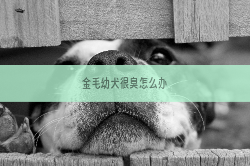 金毛幼犬很臭怎么办