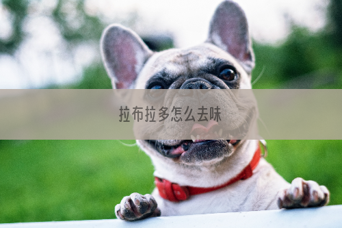 拉布拉多怎么去味