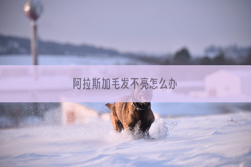 阿拉斯加毛发不亮怎么办