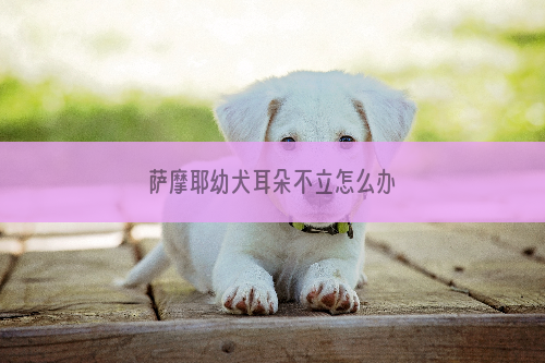 萨摩耶幼犬耳朵不立怎么办