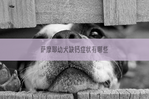 萨摩耶幼犬缺钙症状有哪些