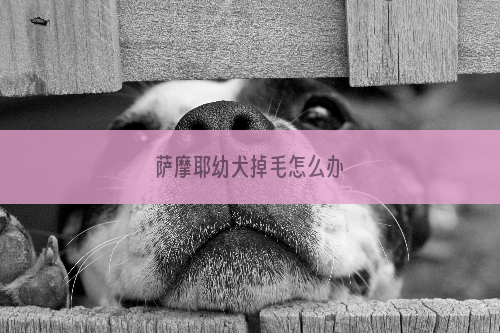 萨摩耶幼犬掉毛怎么办