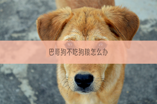 巴哥狗不吃狗粮怎么办