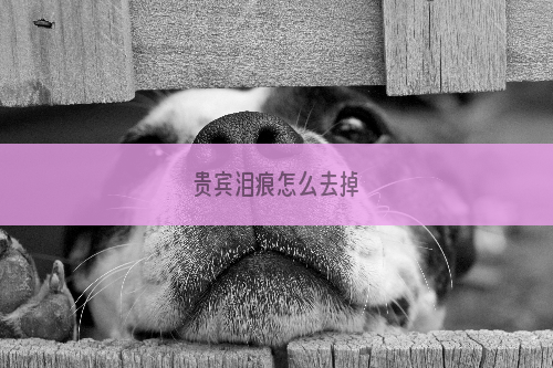 贵宾泪痕怎么去掉