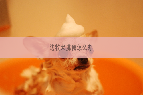 边牧犬挑食怎么办