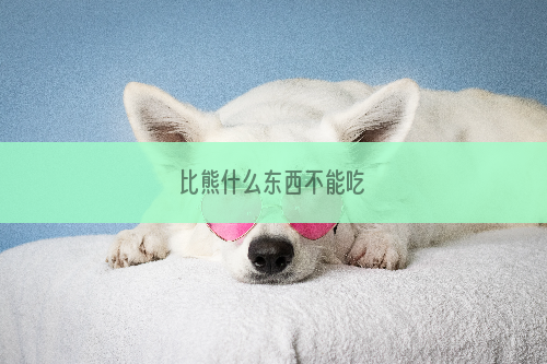 比熊什么东西不能吃