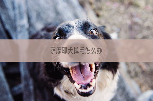 萨摩耶犬掉毛怎么办