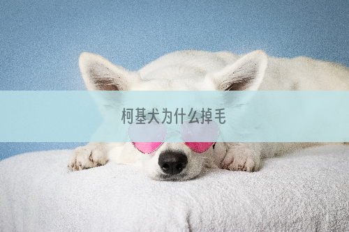 柯基犬为什么掉毛