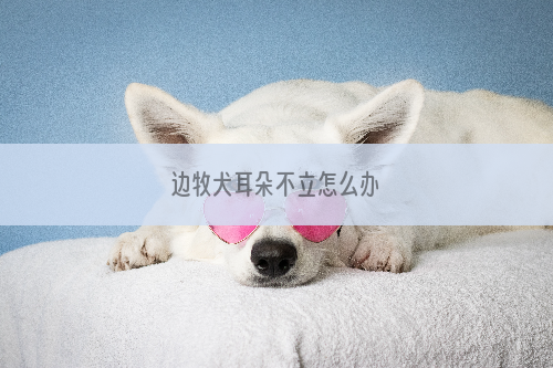 边牧犬耳朵不立怎么办
