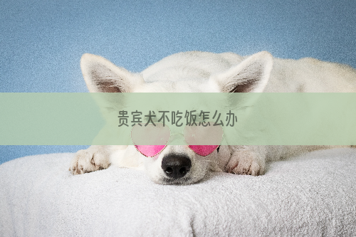 贵宾犬不吃饭怎么办