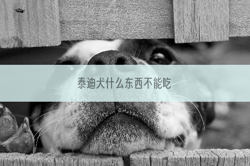 泰迪犬什么东西不能吃