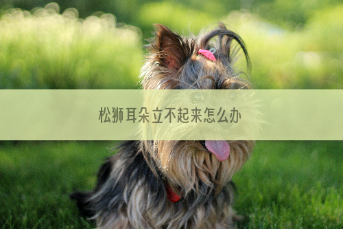 松狮耳朵立不起来怎么办
