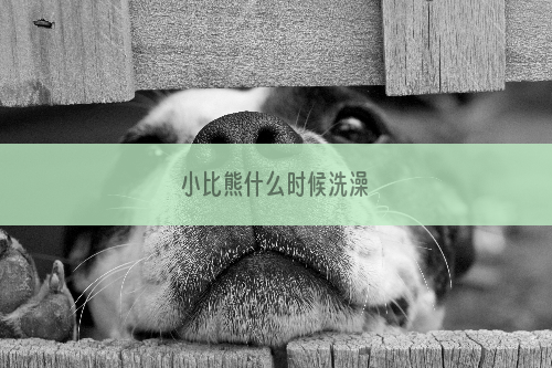 小比熊什么时候洗澡