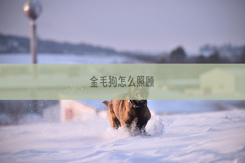 金毛狗怎么照顾