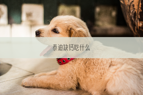 泰迪缺钙吃什么