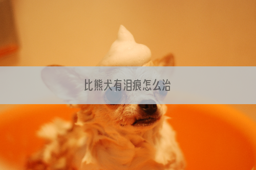 比熊犬有泪痕怎么治