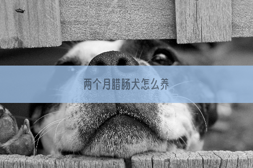 两个月腊肠犬怎么养