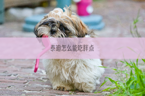 泰迪怎么能吃胖点
