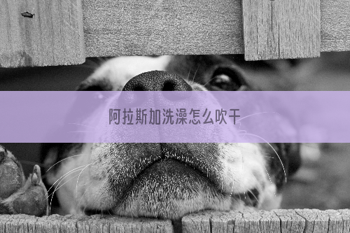阿拉斯加洗澡怎么吹干