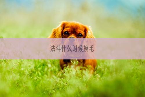 法斗什么时候换毛