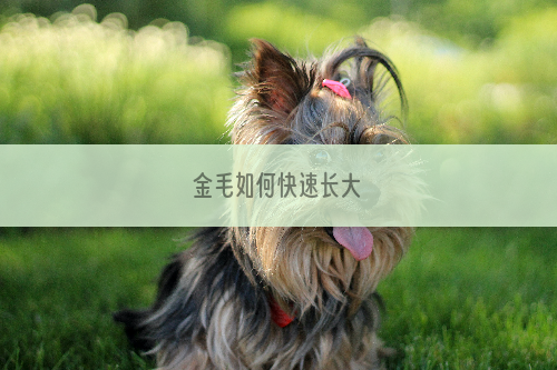 金毛如何快速长大