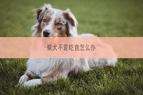 柴犬不爱吃食怎么办