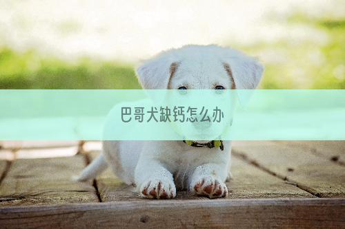 巴哥犬缺钙怎么办