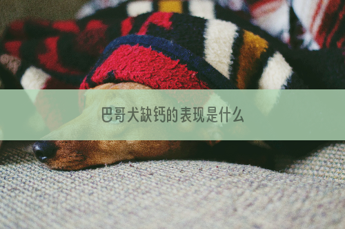 巴哥犬缺钙的表现是什么