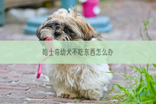 哈士奇幼犬不吃东西怎么办