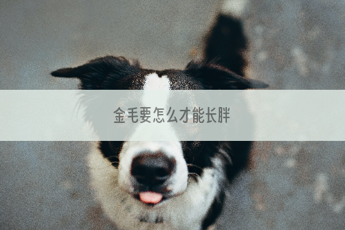 金毛要怎么才能长胖