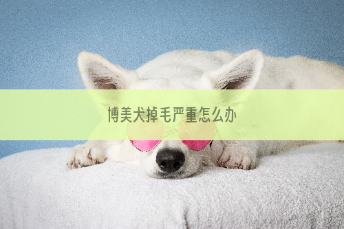 博美犬掉毛严重怎么办