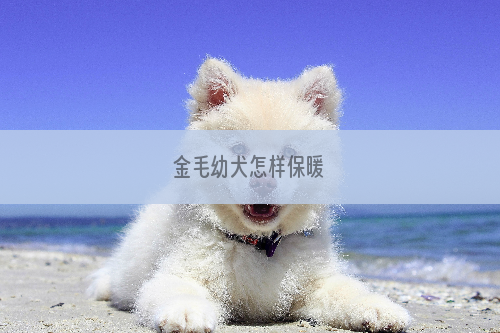 金毛幼犬怎样保暖