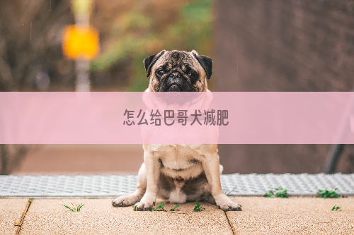 怎么给巴哥犬减肥