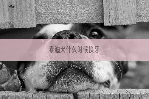 泰迪犬什么时候换牙