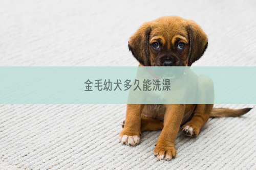 金毛幼犬多久能洗澡