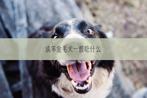 成年金毛犬一般吃什么