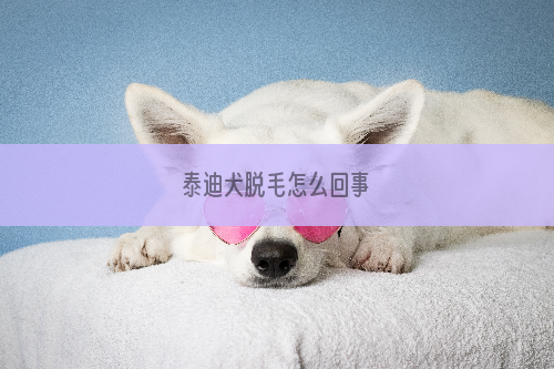 泰迪犬脱毛怎么回事