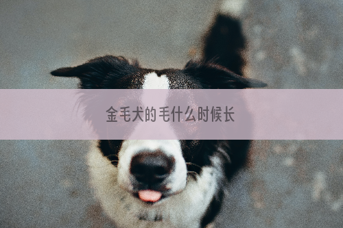 金毛犬的毛什么时候长