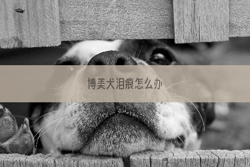 博美犬泪痕怎么办