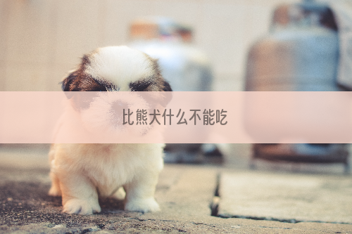 比熊犬什么不能吃