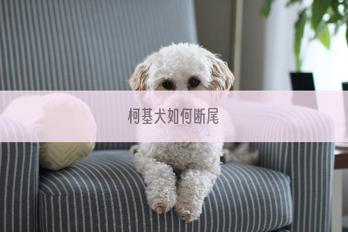 柯基犬如何断尾