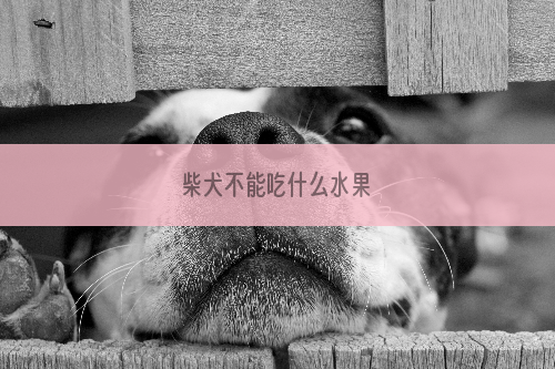 柴犬不能吃什么水果