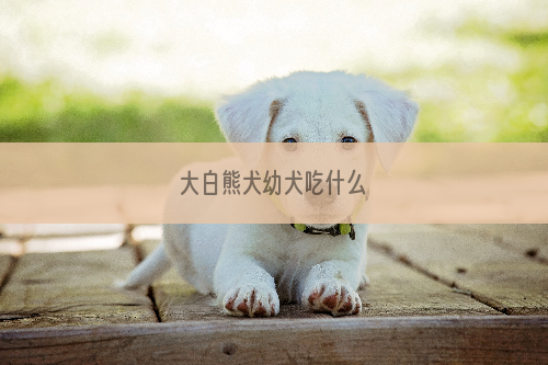 大白熊犬幼犬吃什么