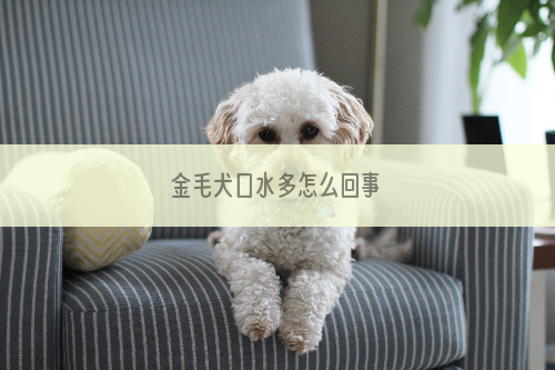 金毛犬口水多怎么回事