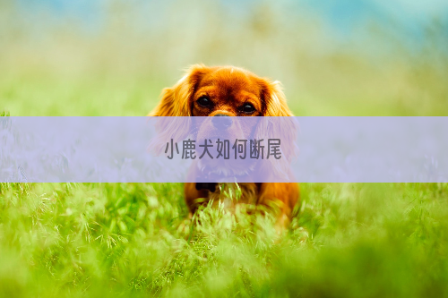 小鹿犬如何断尾