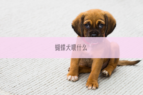 蝴蝶犬喂什么