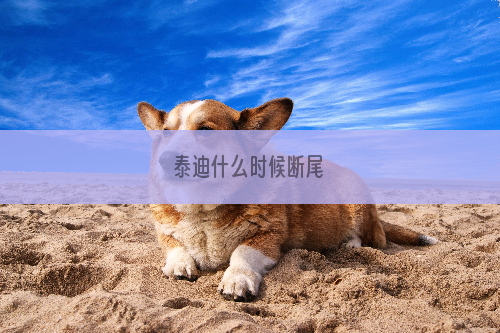 泰迪什么时候断尾
